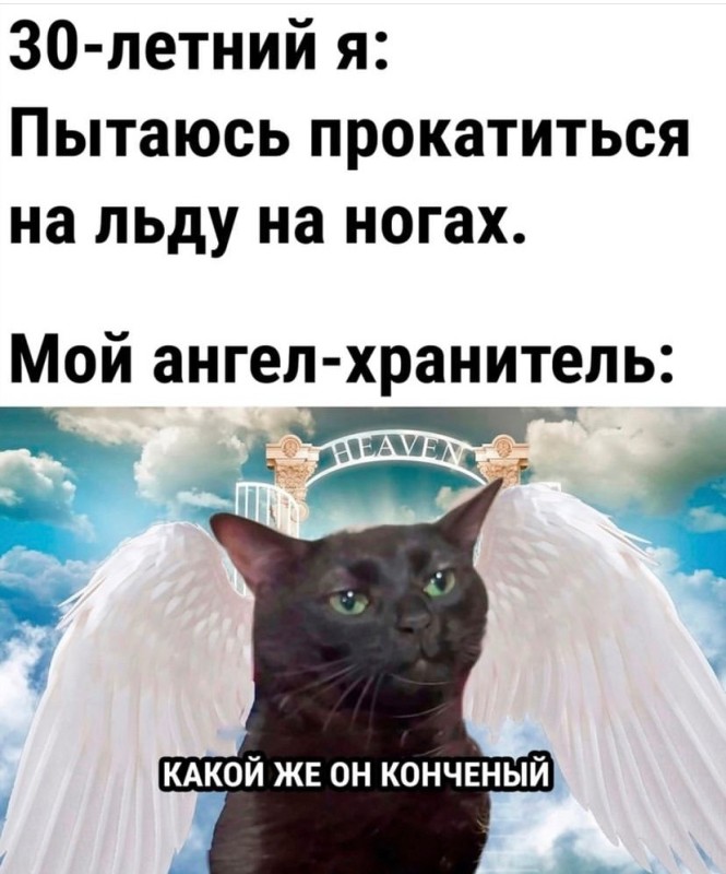 Create meme: angel cat, Cats are angels on earth, the trick 