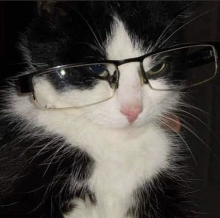 Создать мем: кот в черных очках, кот в темных очках
