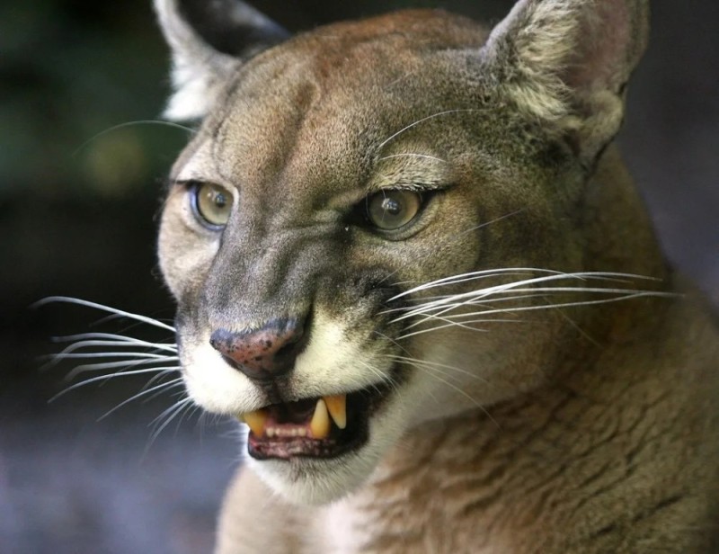 Create meme: mountain lion cougar, puma , cougar animal