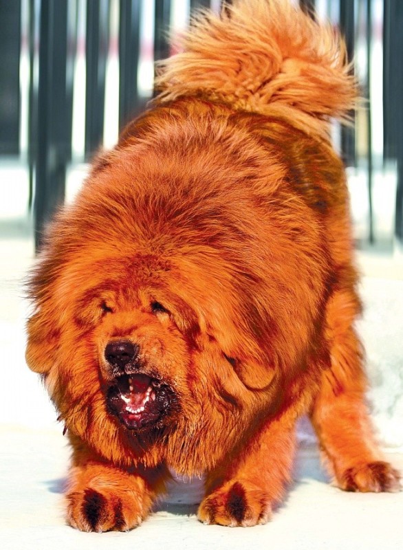 Create meme: tibetan mastiff, tibetan mastiff puppy, big tibetan mastiff