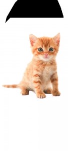 Create meme: cat, red cat on a white background, red kittens
