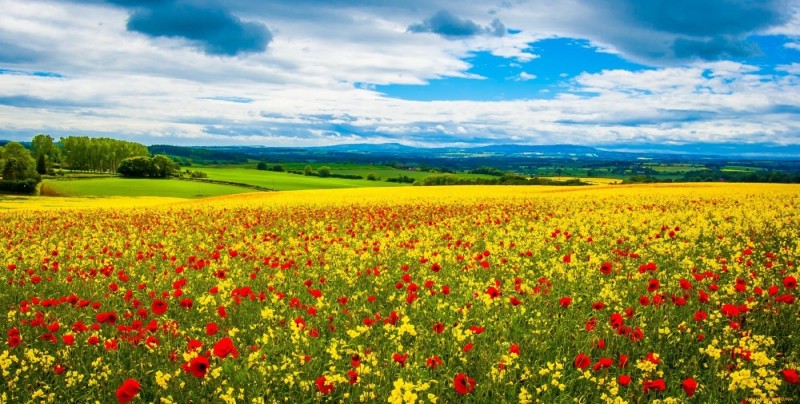 Create meme: blooming field, poppy field, landscape field with flowers