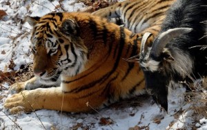 Create meme: tiger, Primorsky Safari Park, siberian tiger