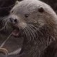 Create meme: otter , black otter, two otters