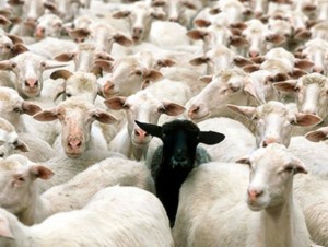 Создать мем: стадо баранов и один смотрит на тебя, толпа овец с человеком, стадо овец