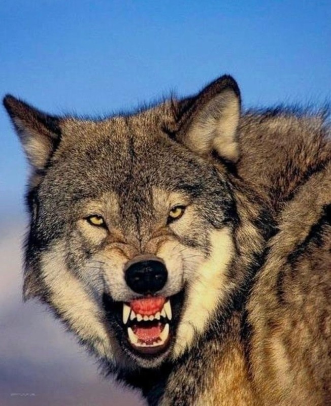 Create meme: grey wolf , bad wolf, the wolf grin