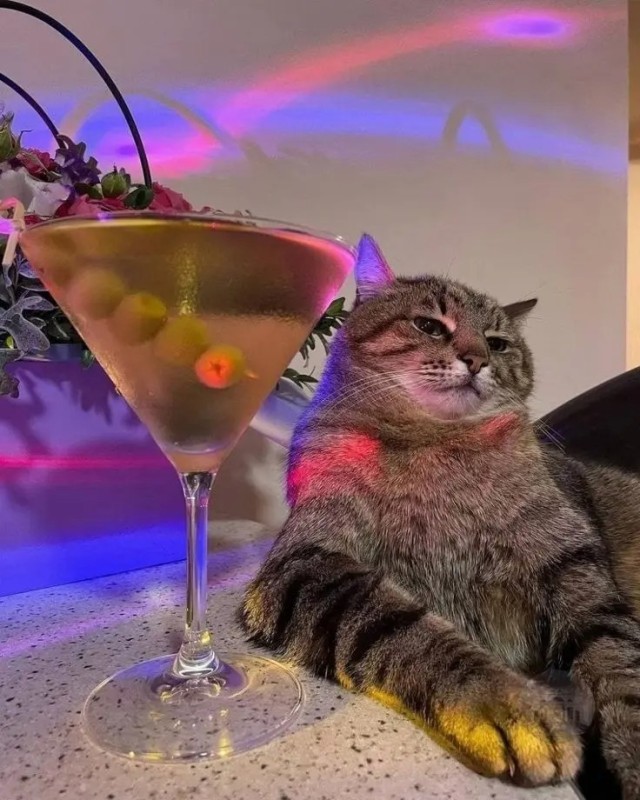 Create meme: cat , cat with wine, cat stepan with a glass