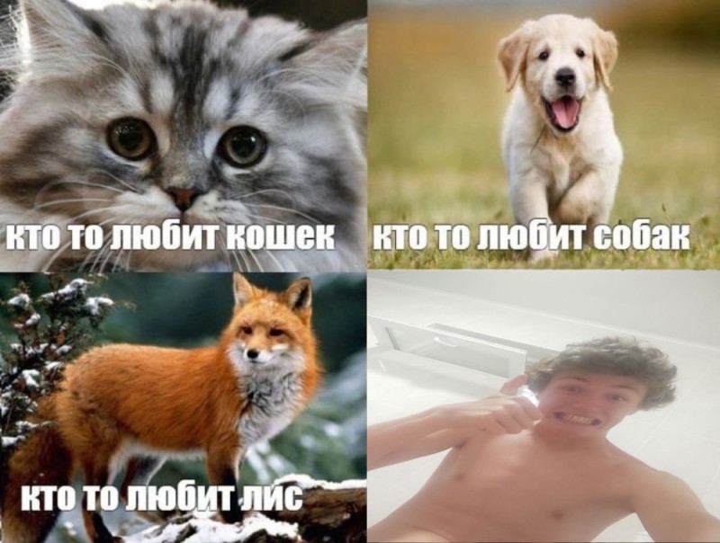 Create meme: I generally love animals, someone out there loves cats, cat and dog meme, people who love cats