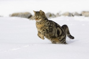 Create meme: cat, running cat, cat snow