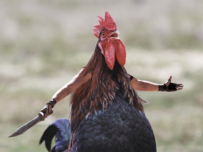 Create meme: rooster bird, angry rooster, cock funny