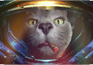 Создать мем: фотографии котят в космосе, котики, Кошка