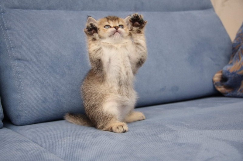 Создать мем: очаровательные котята, кошка британская, котенок с поднятыми лапками