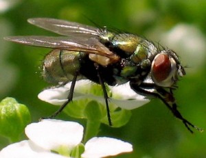 Create meme: the common housefly, green fly, fly