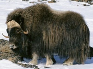 Create meme: musk ox on the tundra, musk ox for children, musk ox