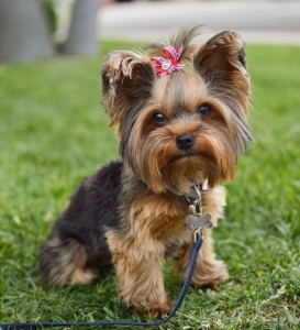 Create meme: breed Yorkshire Terrier, mini Yorkshire Terrier, Yorkshire Terrier dog