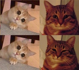Create meme: meme cat, meme cat, the cat from the meme
