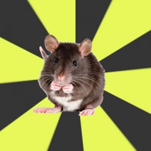 Create meme: mouse, rat, rat