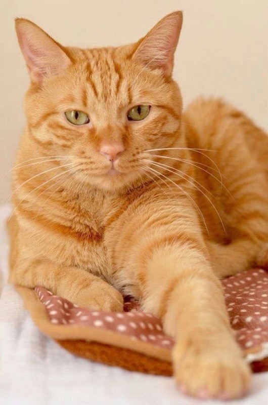 Create meme: red shorthair cat, European Shorthair cat ginger, red smooth -haired cat