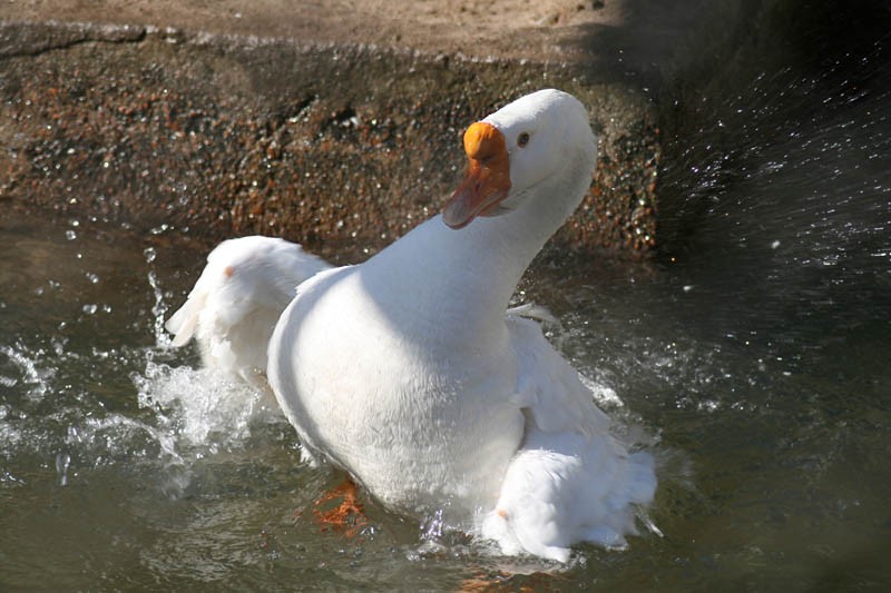 Create meme: white duck, big white goose, white drake