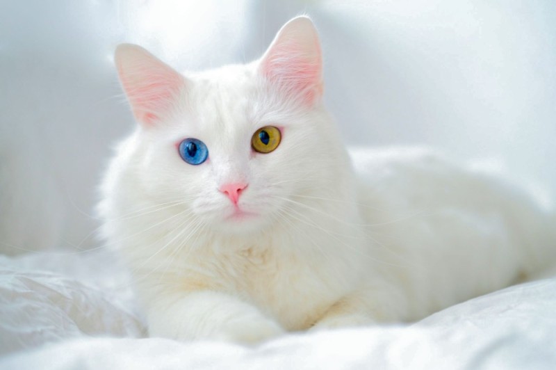 Создать мем: белая ангора кошка с голубыми глазами порода, ангорская кошка белая с голубыми глазами, ангорская кошка