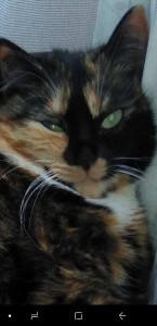 Create meme: cat, cats, tortoiseshell cat