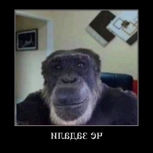 Create meme: monkey, funny funny, humor