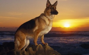 Create meme: dog German shepherd, German shepherd