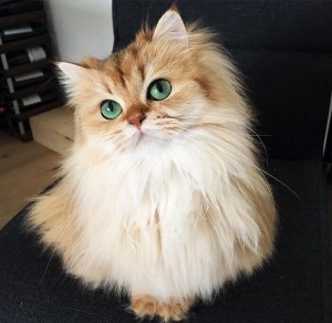 Создать мем: красивые котики, самая красивая кошка в мире, пухлые пушистые котики