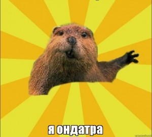 Create meme: beaver