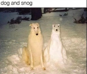 Создать мем: животные забавные, снежные псы, собака борзая