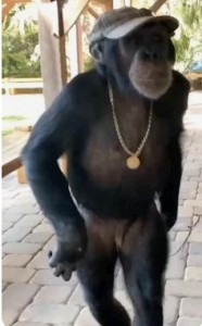 Создать мем: смешные шимпанзе, обезьяна танцует, обезьяна в зоопарке