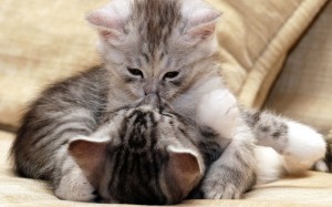 Create meme: seals kiss, kitty, cats hugging