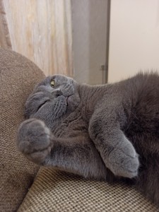Создать мем: спящий серый кот, британская короткошёрстная кошка, упитанный скоттиш фолд