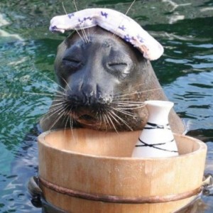 Создать мем: тюлень, нерпа байкальская смешная, морские котики животные