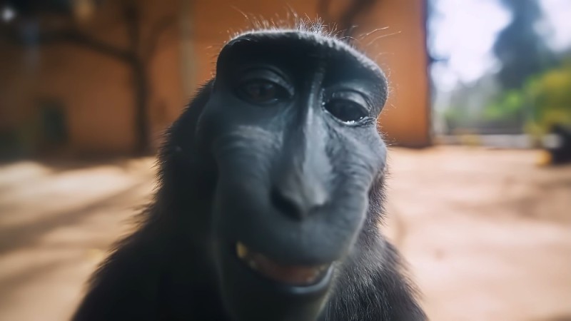 Create meme: monkey with a camera, smiling monkey, monkey 