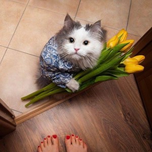 Создать мем: котик с букетом цветов, котик с цветочками, кот с букетом цветов