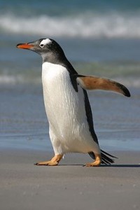 Создать мем: большой пингвин, пингвин, penguin