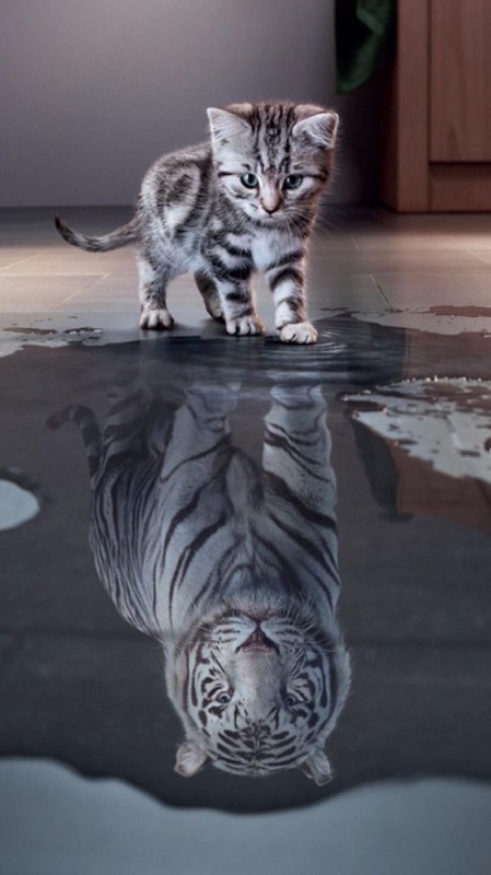 Create meme: The mirror tiger, tiger kitten, cat tiger 