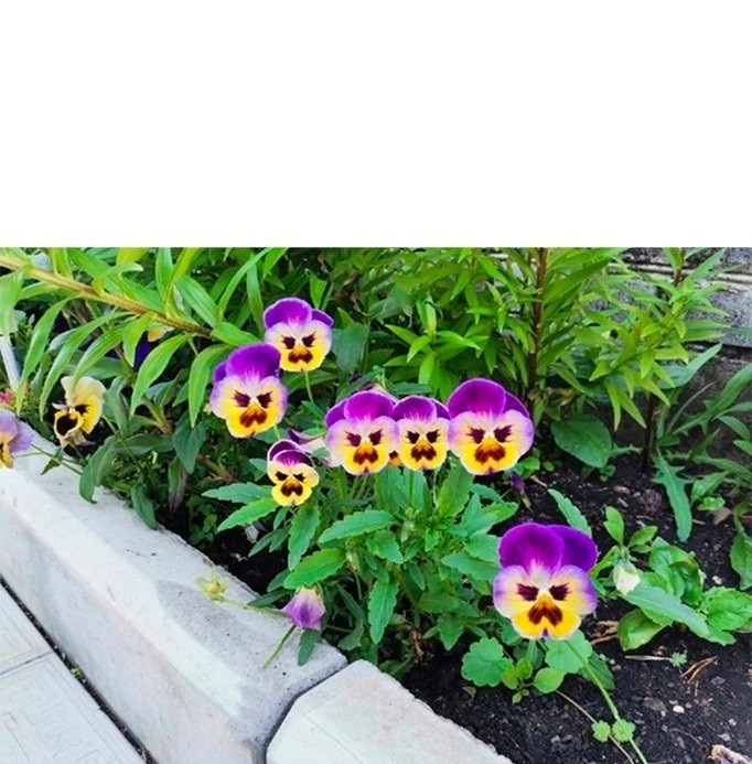 Создать мем: виола крупноцветковая, анютины глазки, цветы виола