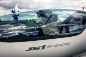 Create meme: the pilot i have no idea, husky driving, husky pilot