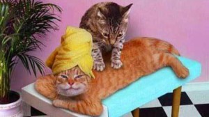 Создать мем: Кошка, доброе утро с котом массажистом, массаж кошки