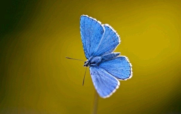 Create meme: blue butterfly, blue butterfly genshin, golubyanka blue butterfly