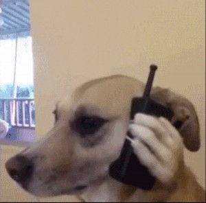 Create meme: dog, dog talking on the phone, funny dog GIF