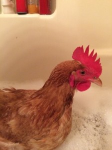 Создать мем: hen, cockerel, rooster