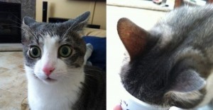 Создать мем: мем кот, мем кошка, кот в йогурте мем