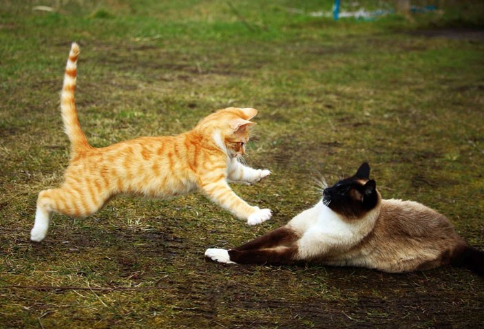Create meme: the cat is fighting, cat , the cat is playing