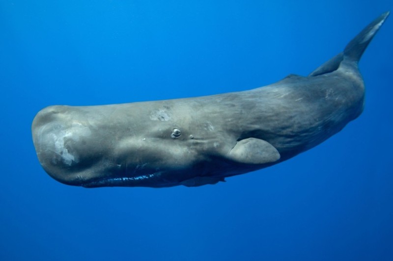 Create meme: whale sperm whale , cachalot, dwarf sperm whale