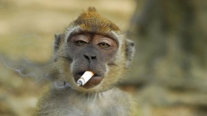 Создать мем: смешная лбезьяна с сигаретой, смешная обезьяна с сигаретой, обезьяна курит