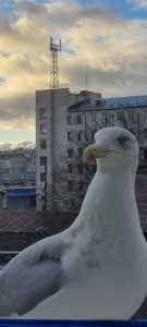 Создать мем: две чайки, крик чайки, чайки