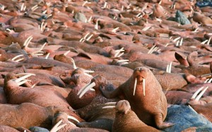 Создать мем: тихоокеанский морж (odobenus rosmarus divergens), тихоокеанский морж, лежбище моржей